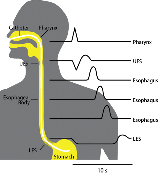 Motilidad Gastrointestinal