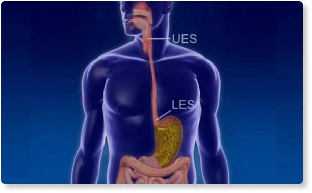 Image Of The Digestive System