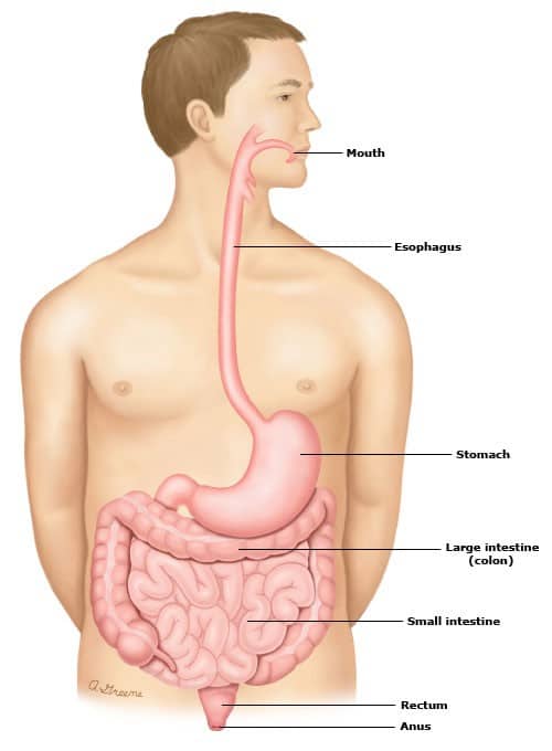 Booklet: What is gastroparesis?